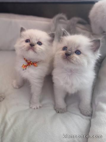 Bébé chaton ragdoll disponible 