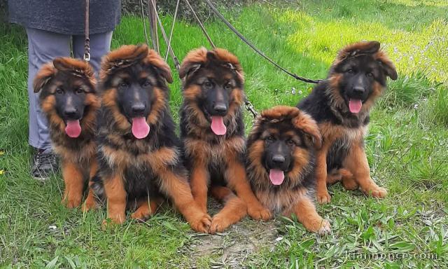 Adoption chiot berger allemand disponible 
