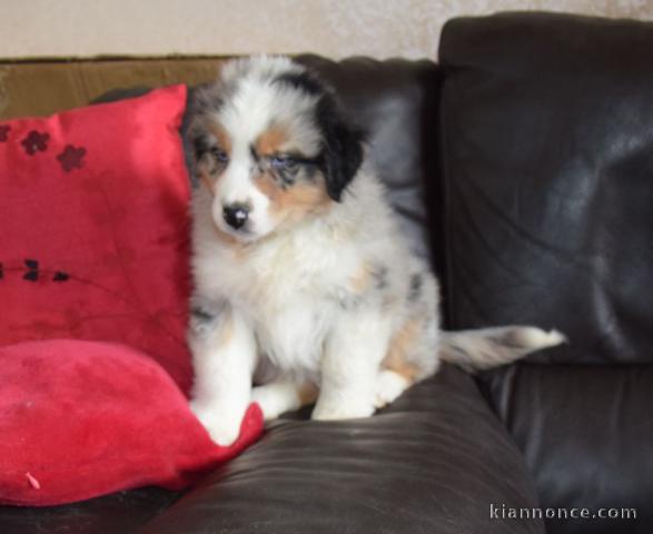 Je donne chiot berger australien 