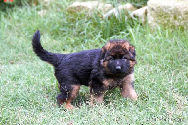 Je donne chiot berger allemand 