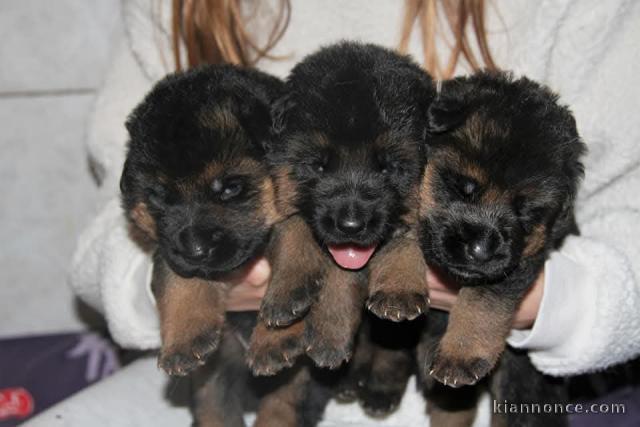 Adorable chiot berger allemand 