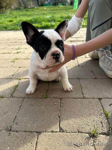Je donne chiot bouledogue français 