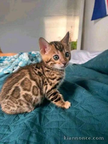 Je donne chaton Bengal disponible 