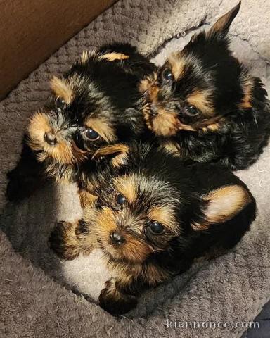 Je donne chiot Yorkshire urgent 