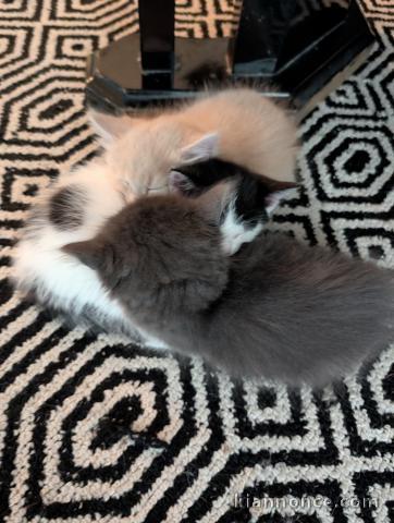 Magnifique chatons a donner contre bon soin 