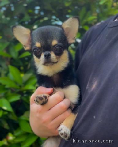 Je donne chiot chihuahua femelle 