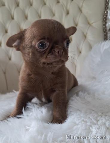 Chiots chihuahua femelle a donner 