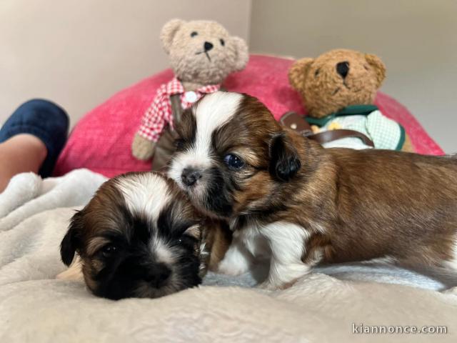 chiots Shih Tzu à donner 