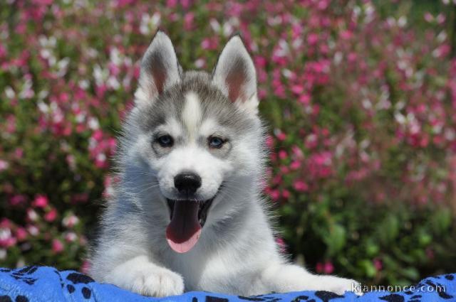 Je donne chiot husky sibérien adorable 