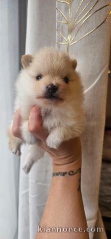 Chiots spitz nain a vendre 