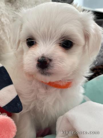 chiots bichon maltais a donner 