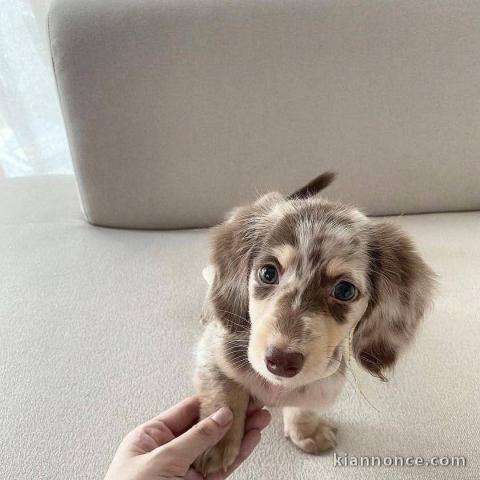 Je donne chiot teckel 