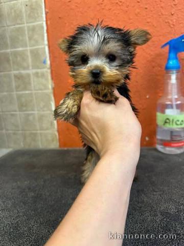 Chiots Yorkshire femelle a donner 