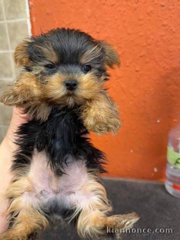 Chiots York disponible 