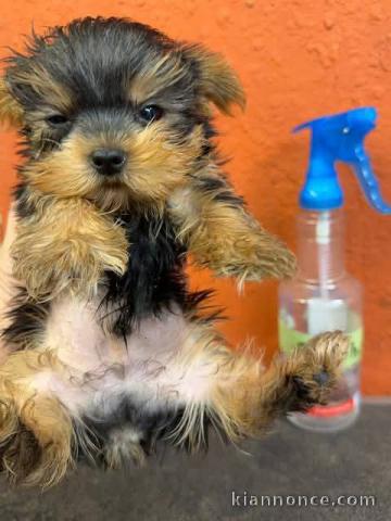 Chiots Yorkshire disponible 