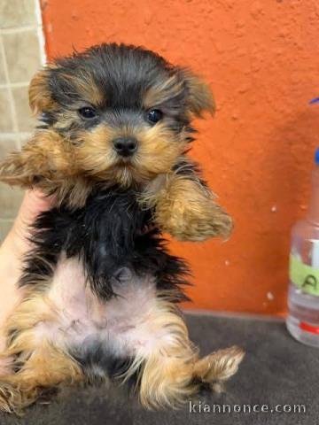 Chiots Yorkshire femelle a donner 