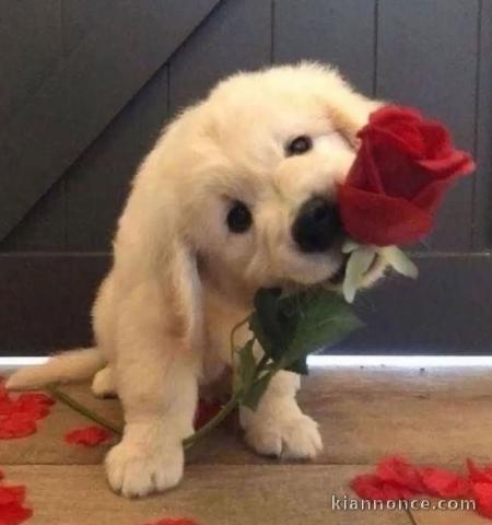 Chiots Golden Retriever 