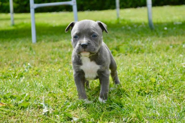 chiot staff disponible de suite 