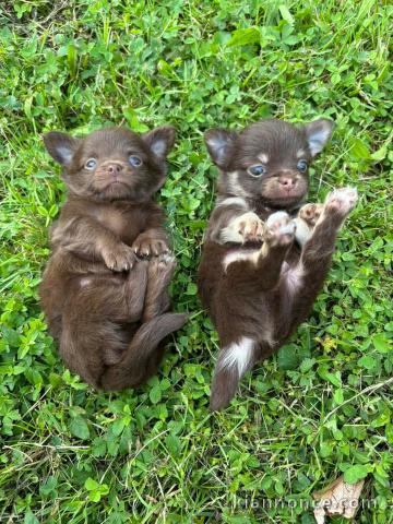 Magnifique chiot chihuahua 