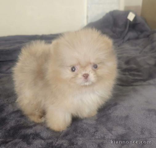 Adorable chiot spitz nain lof