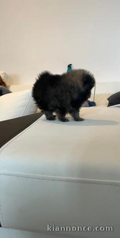Chiots spitz nain noir à adopter 