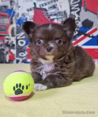 Je donne chiot chihuahua disponible 