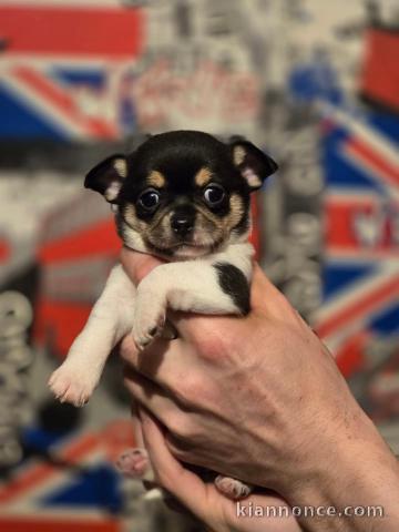 Adorable chiot chihuahua disponible 