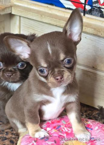 Chiots chihuahua disponible 