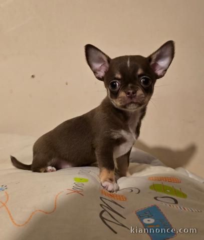 Adorable chiot chihuahua femelle a donner 
