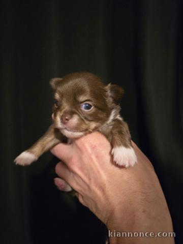 Chiots chihuahua disponible 