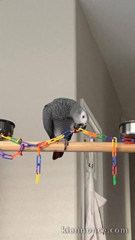Perroquet gris du Gabon disponible de suite 