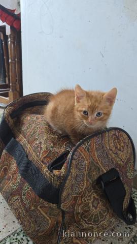 chaton roux disponible a donner 