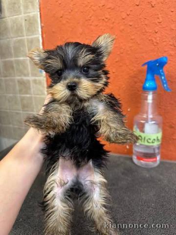 Chiots Yorkshire disponible 