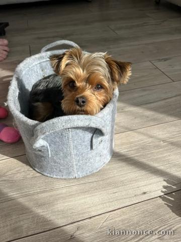 chiots Yorkshire disponible pour adoption 