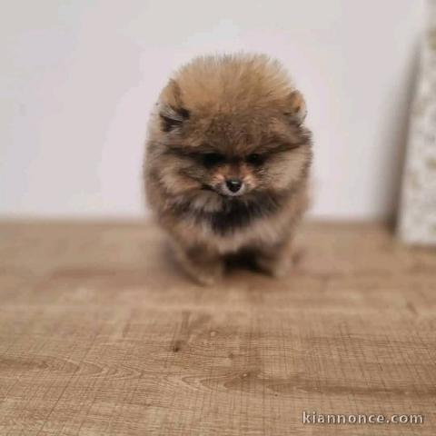 Chiot spitz nain disponible 