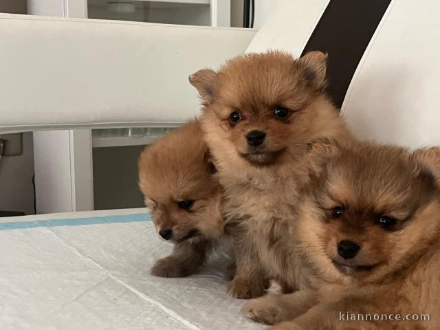 Adoption chiot spitz nain 