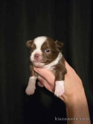 Chiots chihuahua à vendre 