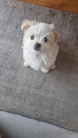 chiots bichon maltais à adopter 