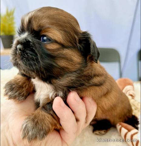 Chiots Shih Tzu à donner 