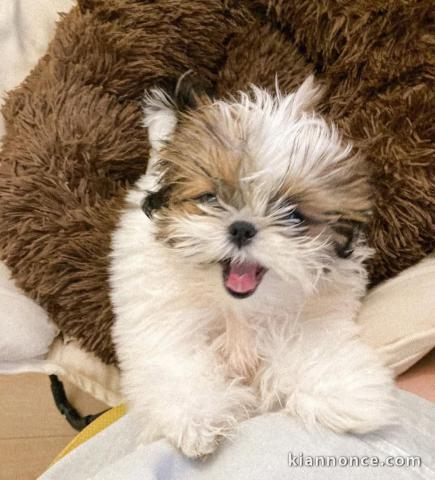 Chiots Shih Tzu à donner 