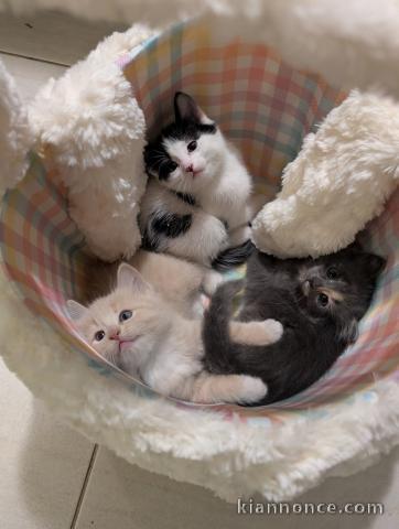 Adoption chatons maine coon 