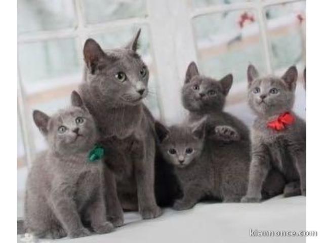 Chatons bleu russe pure race déjà sevrés