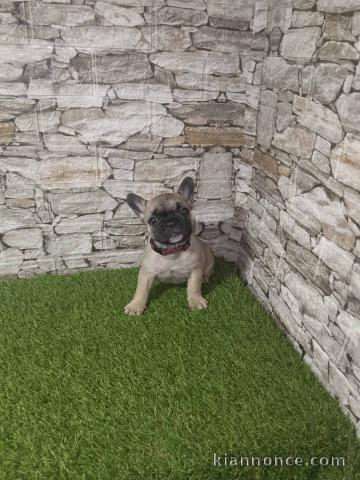 Bouledogue Français – Jolis Chiots