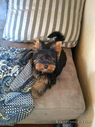 chiot Yorkshire femelle disponible 