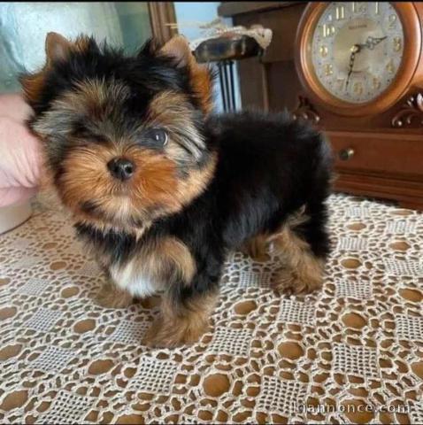 chiots Yorkshire mâle a donner 