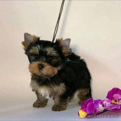 Je donne chiot Yorkshire magnifique 