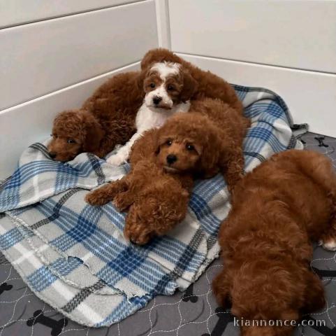 Dons chiot caniche disponible 