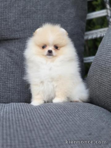À vendre chiot spitz nain 