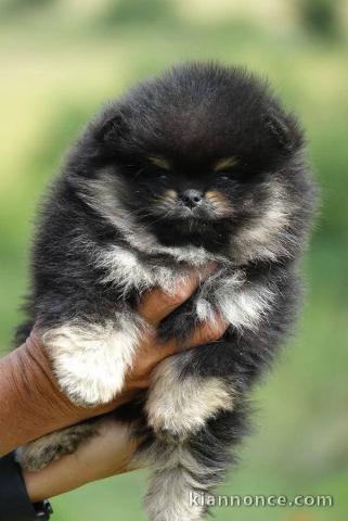 Je vends chiots spitz nain noir 
