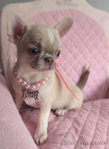 chiots chihuahua à vendre adorable 